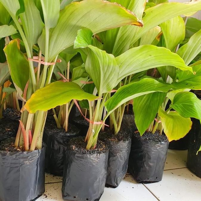

JH8 kunyit hitam asli 3 tunas