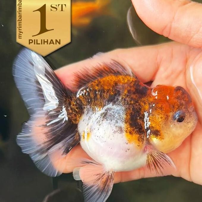 Koki Oranda Calico (L) Ikan Hias Kolam Hiasan Aquarium Tanaman Air