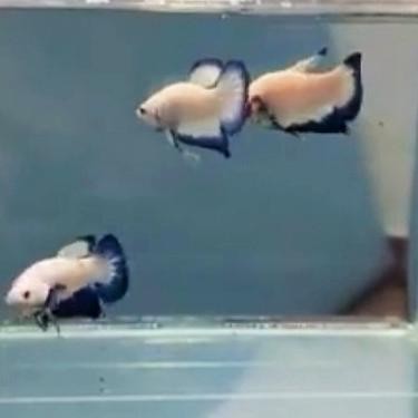 Ikan Cupang bahan Blue Rim Garansi Clean Body