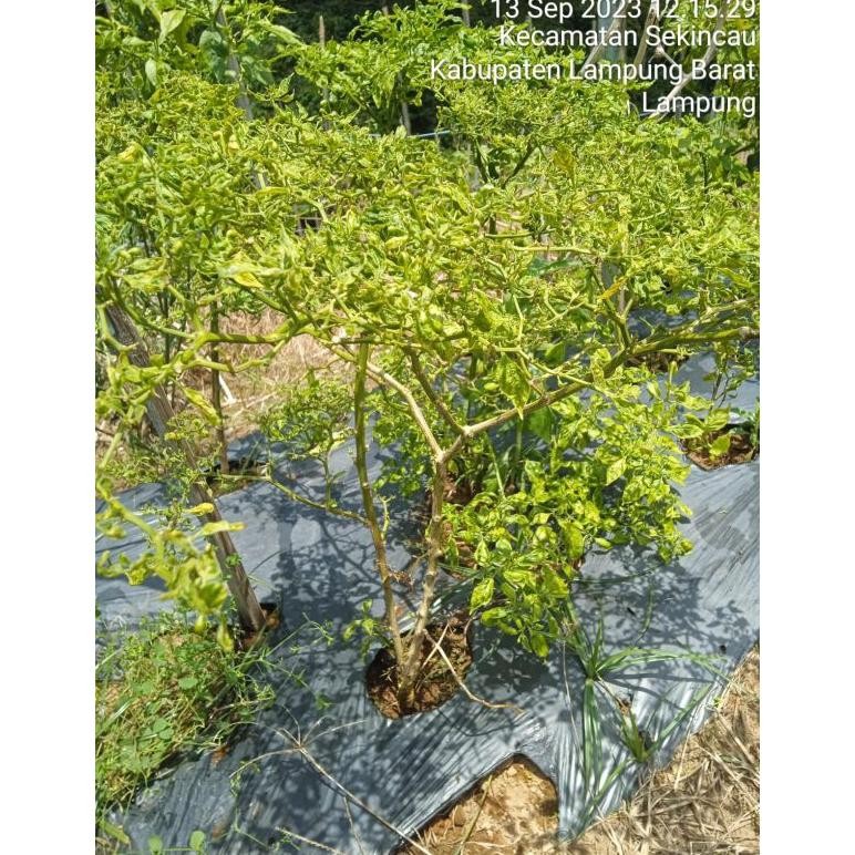 Bimagro Humustar Nutri Magnet 1 Liter Humic Acid Asam Humat Pembenah Tanah