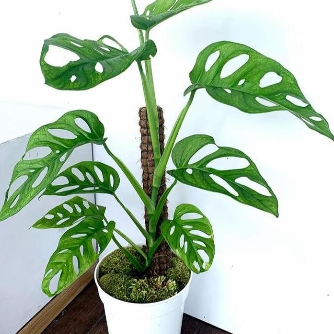 tanaman hias monstera janda bolong acuminata asli + pot putih & turus BS