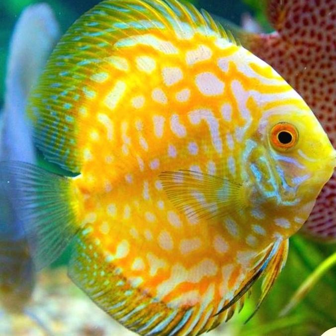 Discus Golden Pigeon / Golden Pigeon / Golden Checkerboard