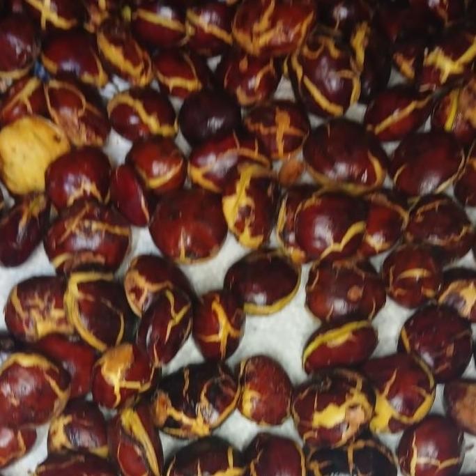 

ID | BIJI JENGKOL TUA SPEK SUPER BERAT 1KG ASLI