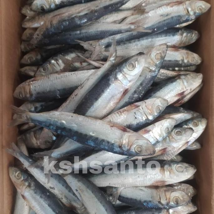 

Ikan Asin Japu Sero Super-1Kg