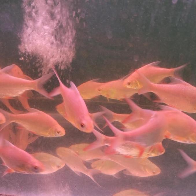 

Baru IKAN KAPIAT Juara