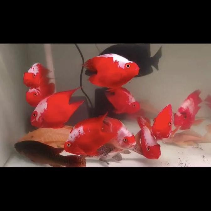 KING KONG PARROT SANTA 14cm merah cabe