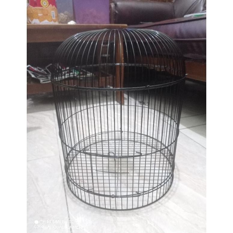 Premium Ram Besi Lovebird Pendek/Tanggung Tebal