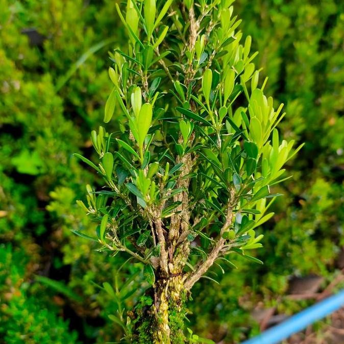 Bonsai Boxus Sudah Jadi Tipe Cemara