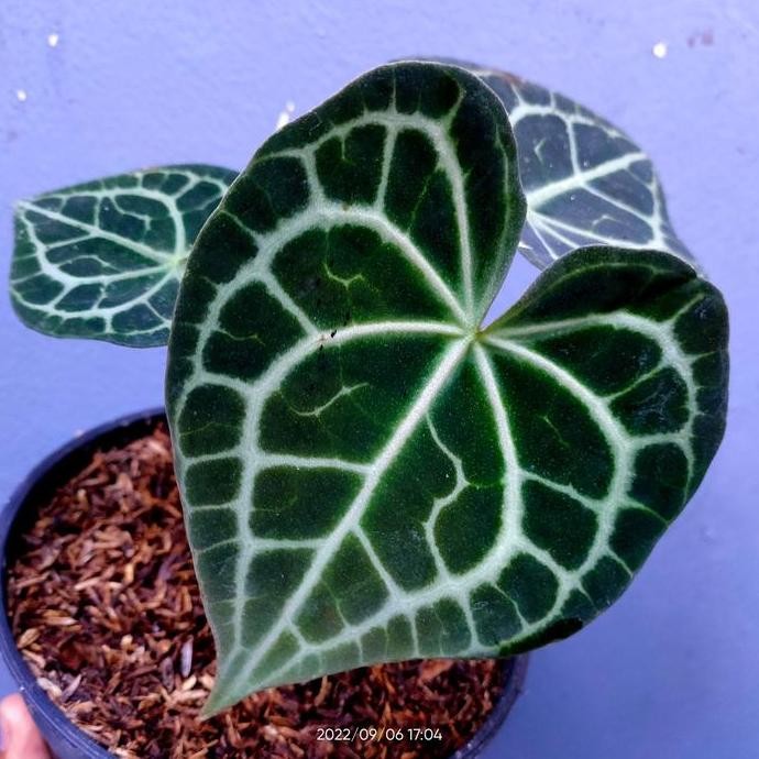 Anthurium Queen Clarinervium Realpict Koleksi
