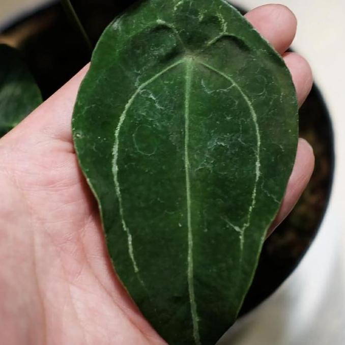 Anthurium Forgetii White Strip Original / Velvet Mask