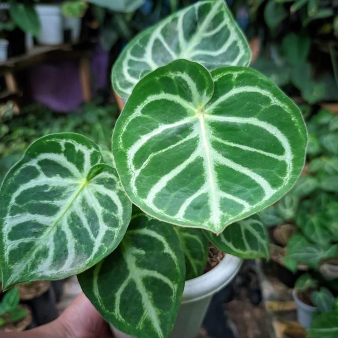 Anthurium Kuping Gajah Dorayaki Original