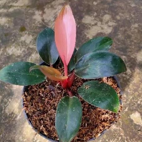 Philo Pink Congo / Philodenron Pink Congo