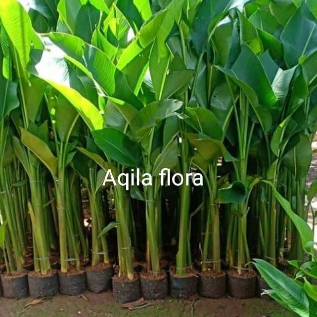 

Promo pisang karibay tinggi 1,5 meter COD