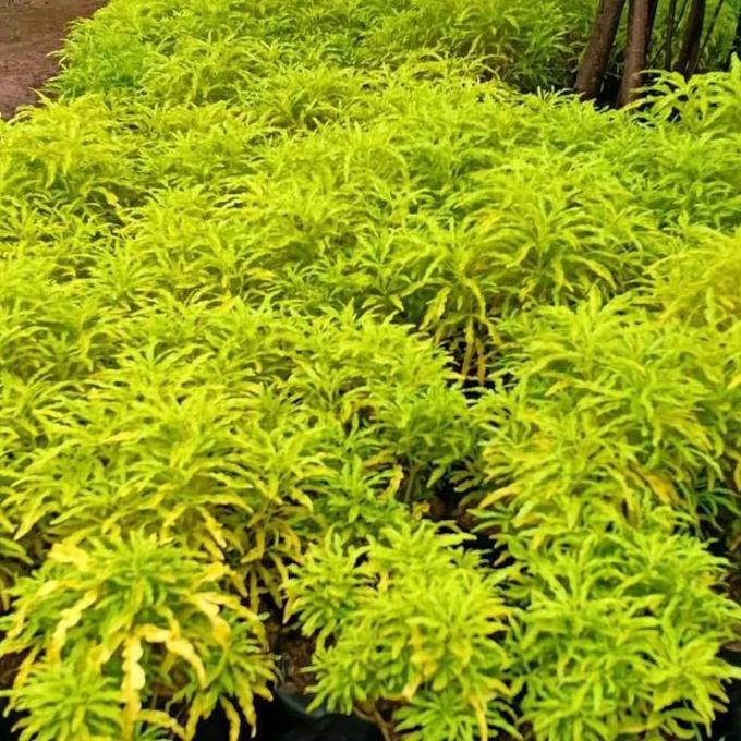

Promo paket per 10 brokoli kuning - tanaman hias brokoli kunig COD