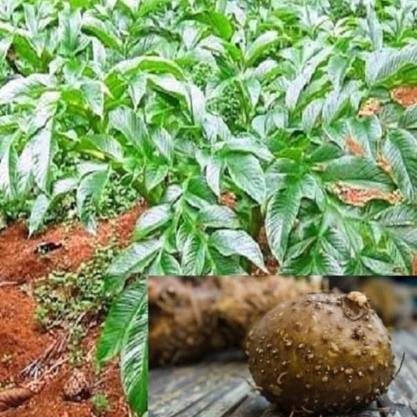 

Promo Jual Umbi porang segar,umbi porang besar,untuk beras,bibit,dll 1kg COD