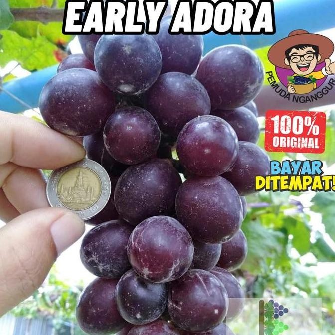 

Promo BIBIT ANGGUR EARLY ADORA SEEDLESS TANPA BIJI COD