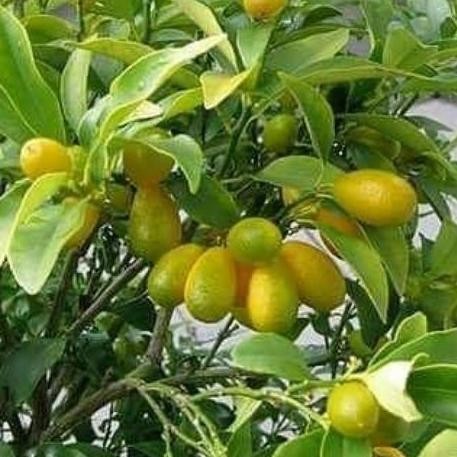 

Promo tanaman buah jeruk nagami COD