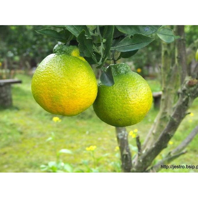 

New Bibit Tanaman Jeruk Krisma Agrihorti - Buahnya Renyah Dan Manis Termurah