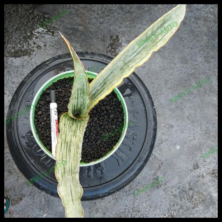 DISKON SANSE / SANSEVIERIA DRAGON JADE VARIGATA 13-3-2024 