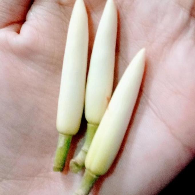 

Kembang Kantil Segar dan Wangi