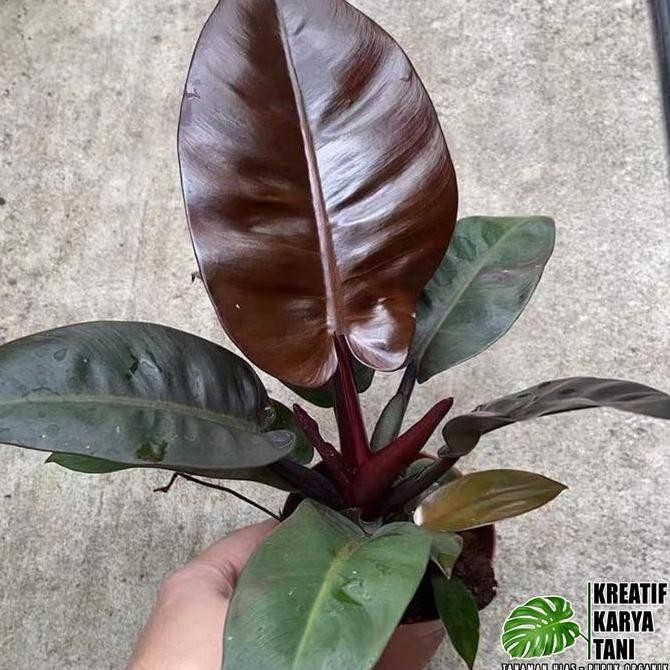TANAMAN HIAS PHILODENDRON BLACK CARDINAL - BLACK CARDINAL