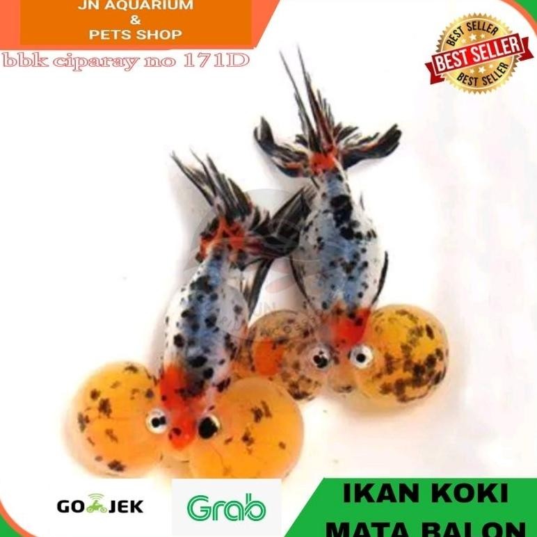 IKAN HIASA BABY KOKI MATA BALON / IKAN MAS KOKI BUBBLE EYE AQUARIUM
