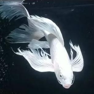 Ikan Hias Koi Platinum Slayer 20 - 25 cm Ikan Air Tawar Aquariun Kolam