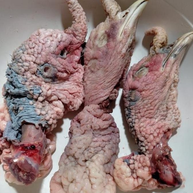 

Promo Kepala Turkey/kalkun 500 gram COD