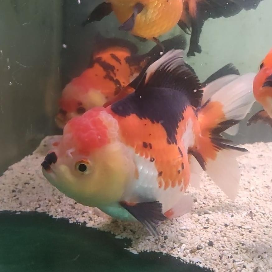 Ikan Hias Mas Koki Jumbo Oranda 3 Warna Ikan Hias Kolam Aquarium