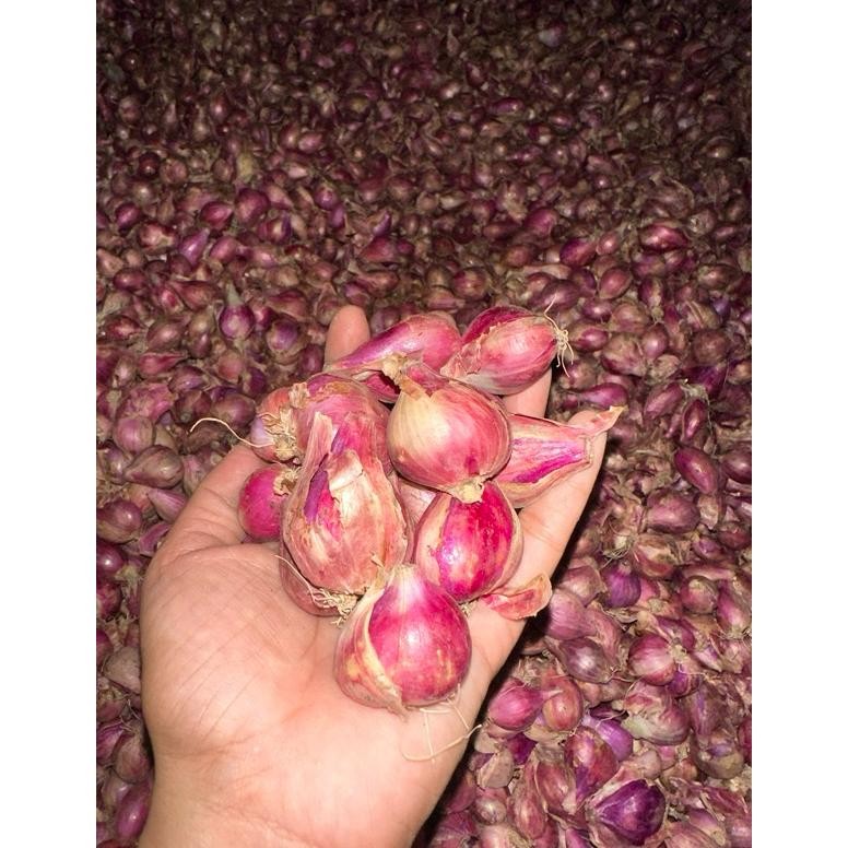 

Heatshrin Bawang Merah Lokal 1Kg Ve29