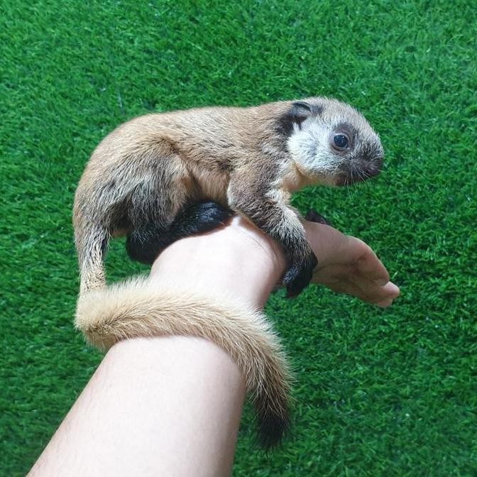 NEW BABY TUPAI JALARANG JELARANG BAJING BESAR TUPAY