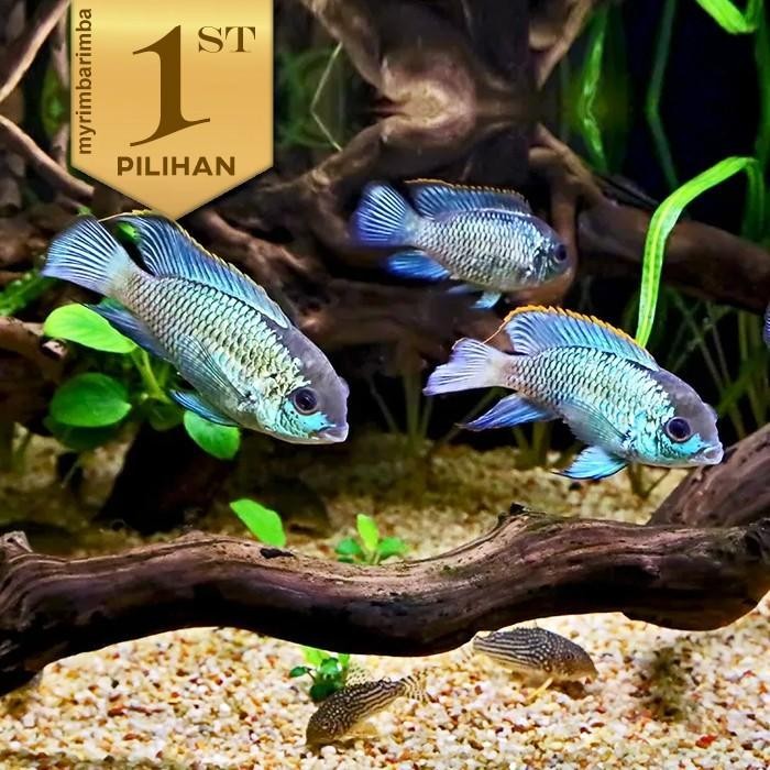 Paket Koloni (Isi 10) Cichlid Blue Acara Ikan Hias Aquascape Hiasan Aquarium Tanaman Air Terlaris Be