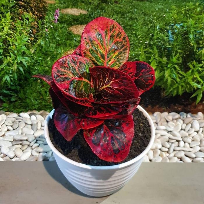 Tanaman Hias Puring Apel Busarin / Puring Busarin New Best Quality 100% Original