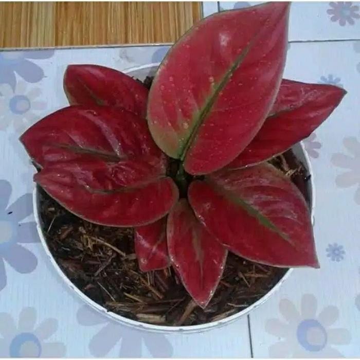 Tanaman Hias Aglonema Ayunindi Anakan Sehat Terlaris Best Quality 100% Original