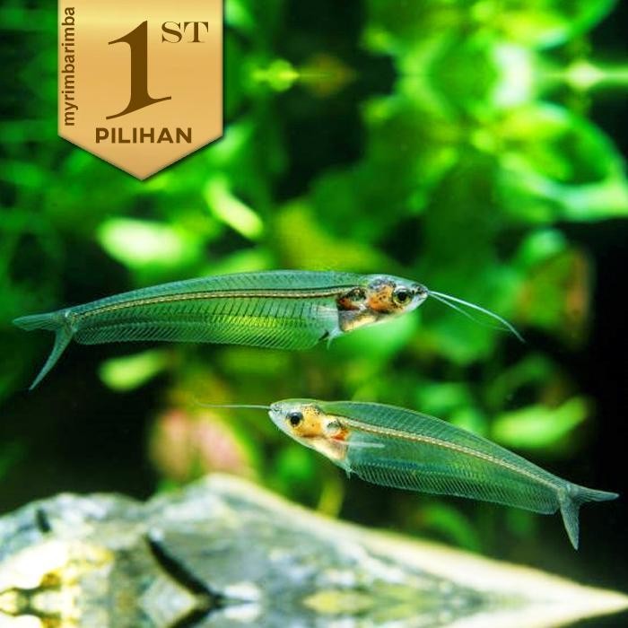 Lele Hantu Glass Catfish Ikan Hias Aquascape Hiasan Aquarium Tanaman Termurah Best Quality 100% Orig
