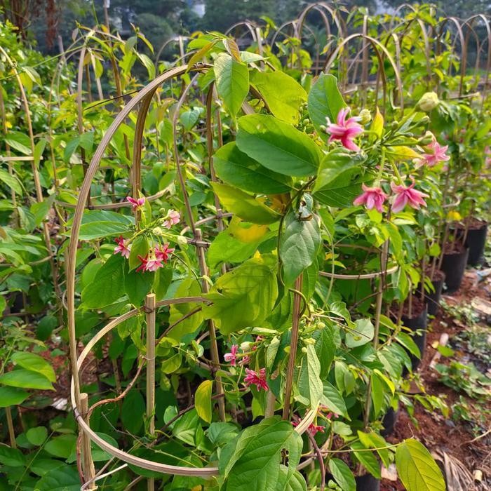 Tanaman Rambat Size Jumbo Aqualis Melati Belanda Kelopak Tumpuk Terbaru Best Quality 100% Original