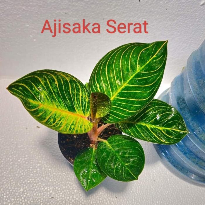 Tanaman Hias Aglaonema / Aglonema Ajisaka Serat Termurah Best Quality 100% Original
