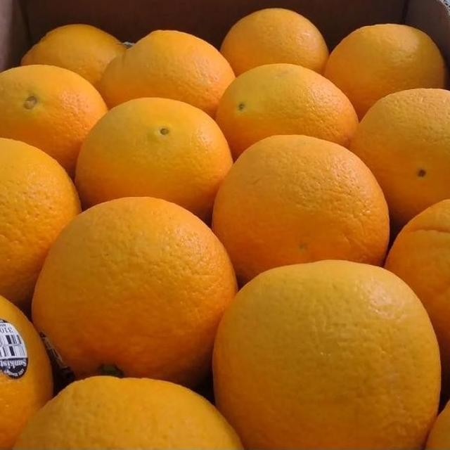 

RKM JERUK SUNKIST, FRESH, SEGAR, 1 KG Buah