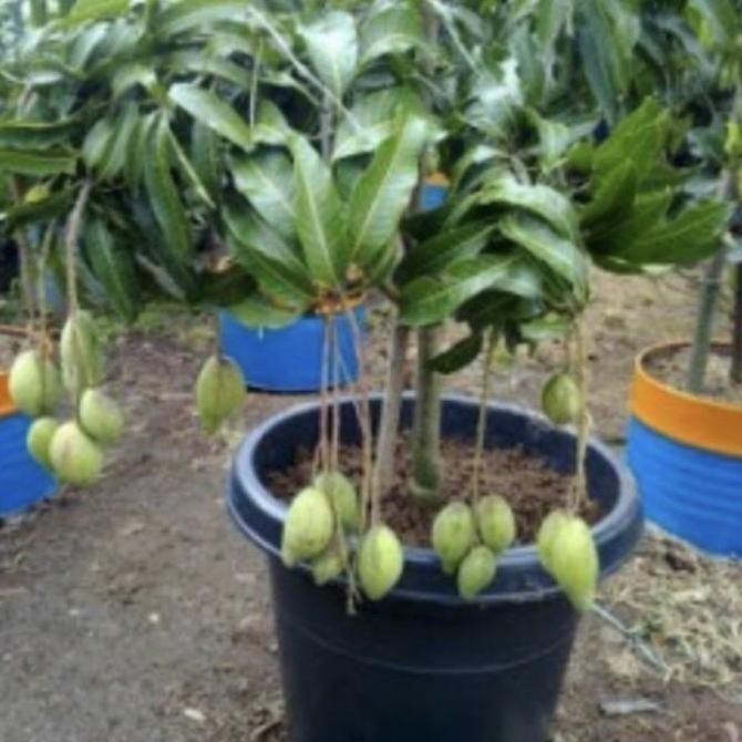 Tanaman buah mangga sudah berbunga // berbuah / pohon mangga