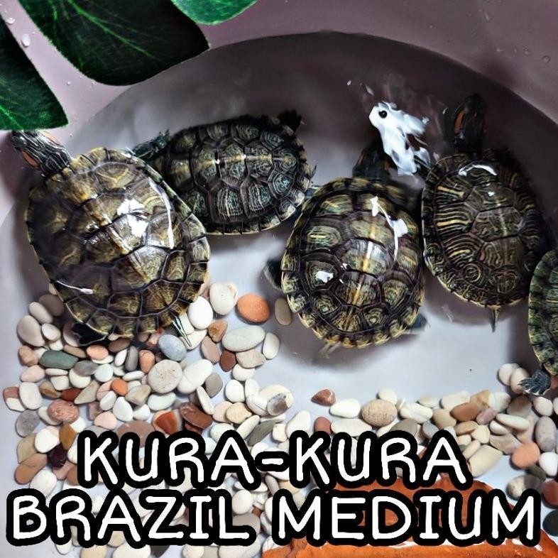 GRATIS MAKANAN INSTANT KURA KURA AIR BRAZIL SIZE BABY - MEDIUM BESAR LINCAH SEHAT DiM