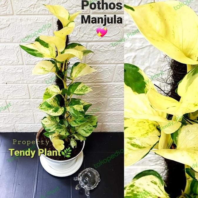 NEW Sirih Gading Manjula,Pothos Manjula Besar,Turus 50 cm
