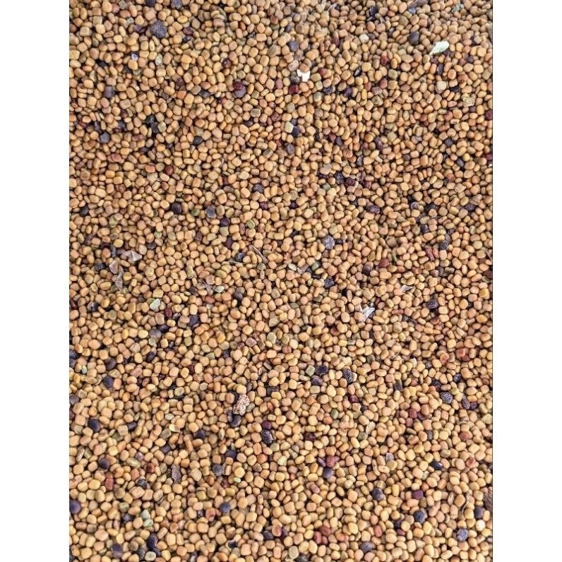 Calopogonium Mucunoides Biji Cm Benih Kalopo Benih Rumput Lcc - Benih Unggul Siap Tanam