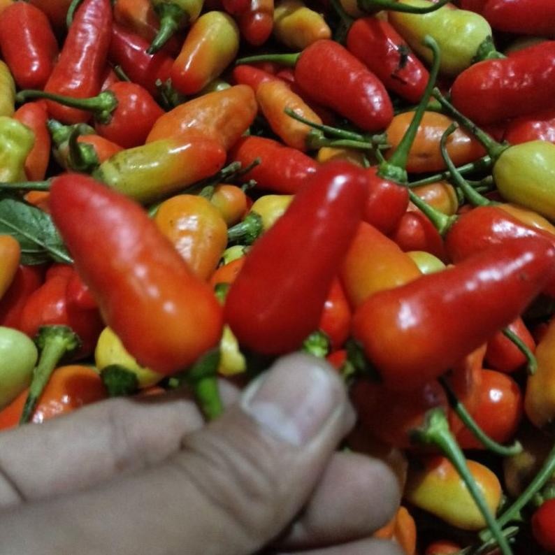 

Nikmati Cabe Rawit Fresh 1-Kg Lato-Lato