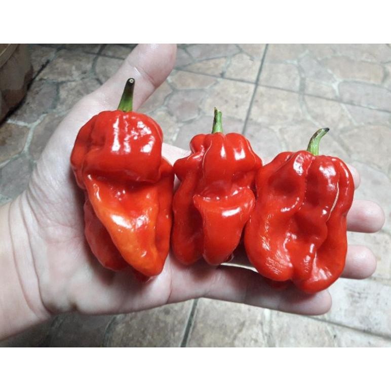 

Tepat Guna Biji Cabe Katokkon Super / Cabe Toraja Super Isi 20 Butir