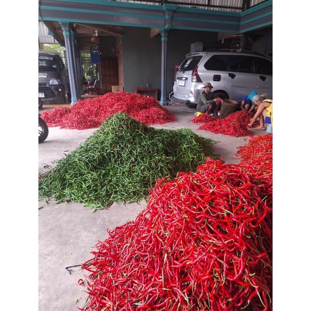 

Rekomendasi Cabe / Cabai Keriting Hijau 500Gr Murah