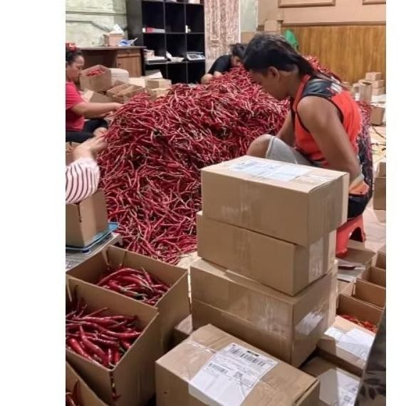 

Paket Cabai Keriting Imperial 500 Gram