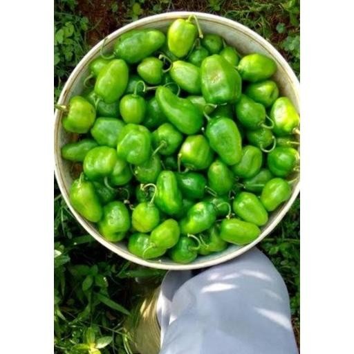 

Menarik Cabe Gendot Cabai Bendot Bandung Segar 500Gr