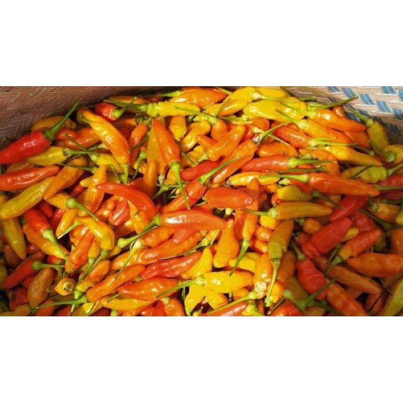 

Rekomendasi Cabe Rawit Merah Ori Fresh | Lombok Rawit Merah Ori Fresh 1Kg