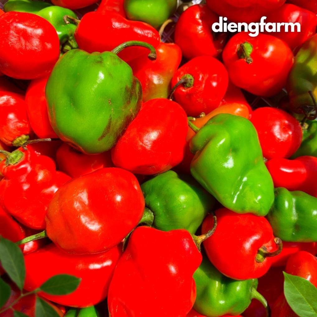 

Menarik Cabai Gendot Dieng Merah Dan Hijau 500 Gram