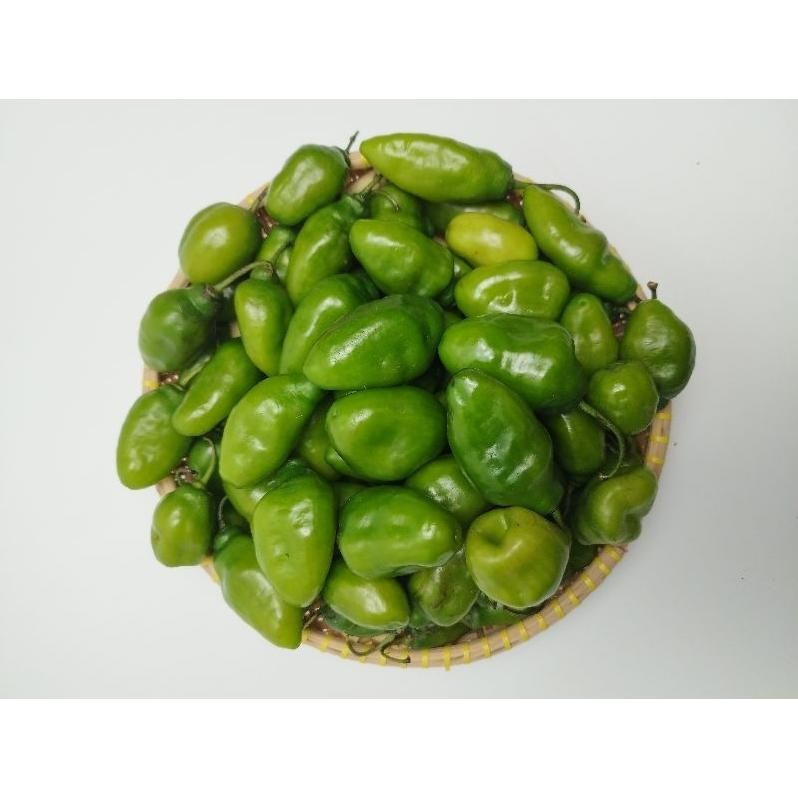 

Promo Cabe Gendot Hijau 1 Kg - Dipetik Langsung Dr Kebun